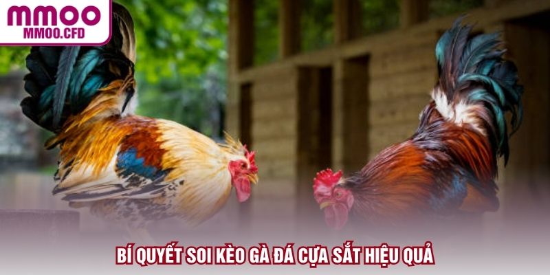 Bí quyết soi kèo gà đá cựa sắt hiệu quả