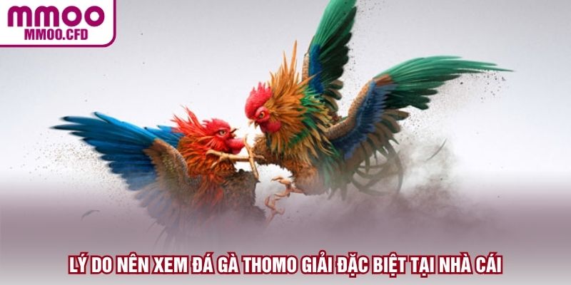 Lý do nên xem đá gà Thomo giải đặc biệt tại nhà cái