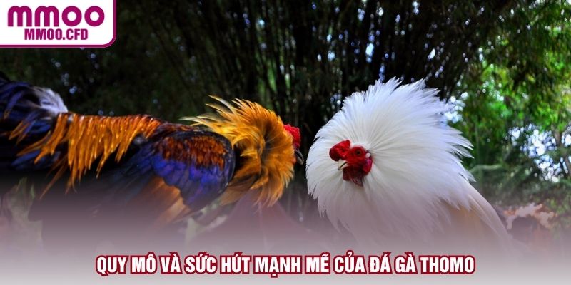 Quy mô và sức hút mạnh mẽ của đá gà Thomo